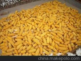【大颗粒玉米供应--安徽永华商贸农副产品】价格,厂家,图片,玉米,王将军-